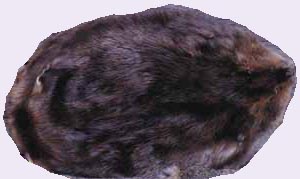 beaver1