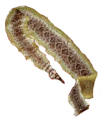 snake1