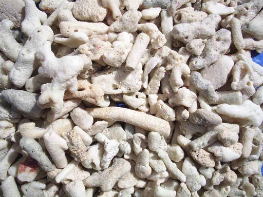 coral