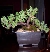 Juniper