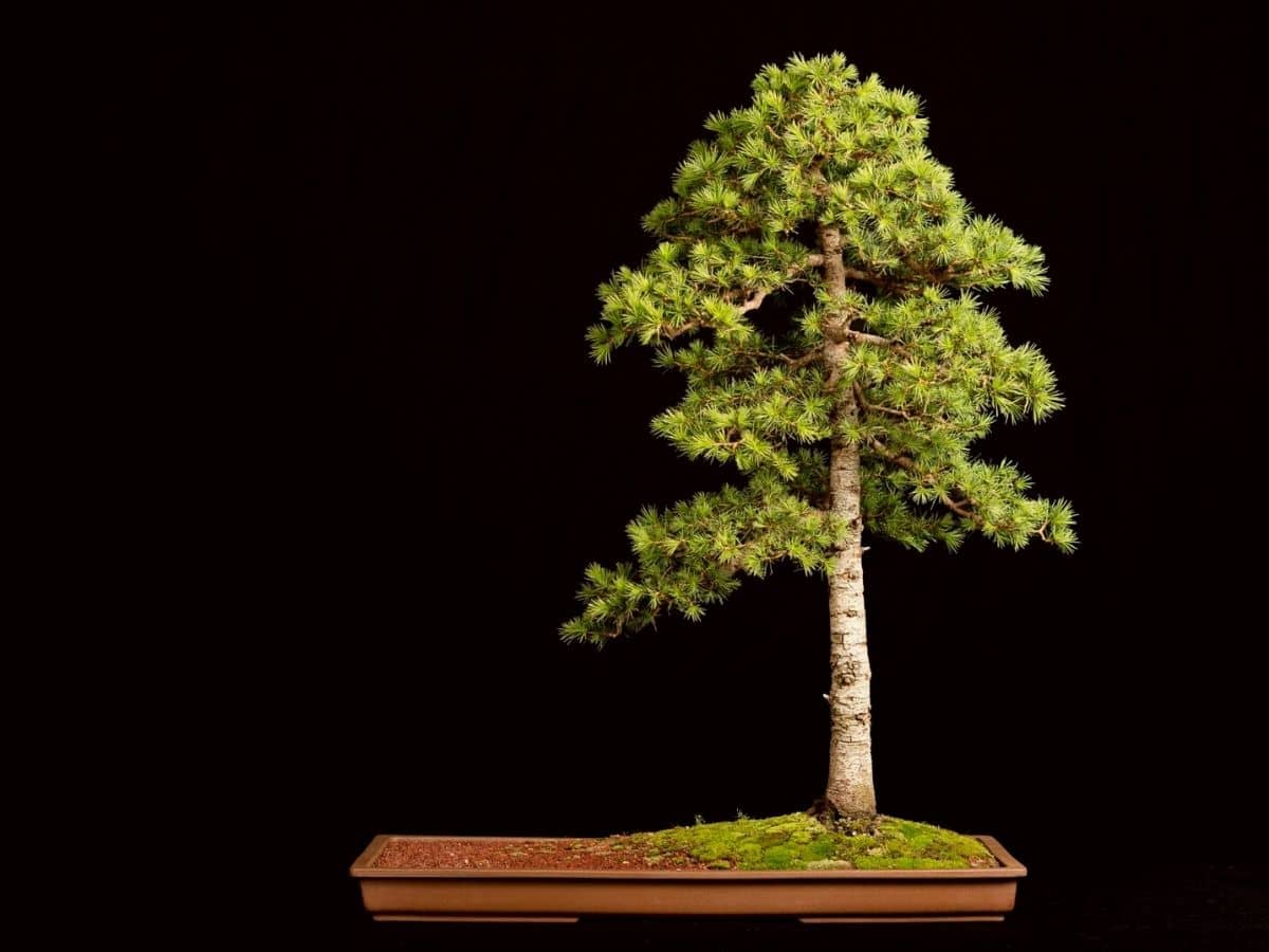 Cedar bonsai tree
