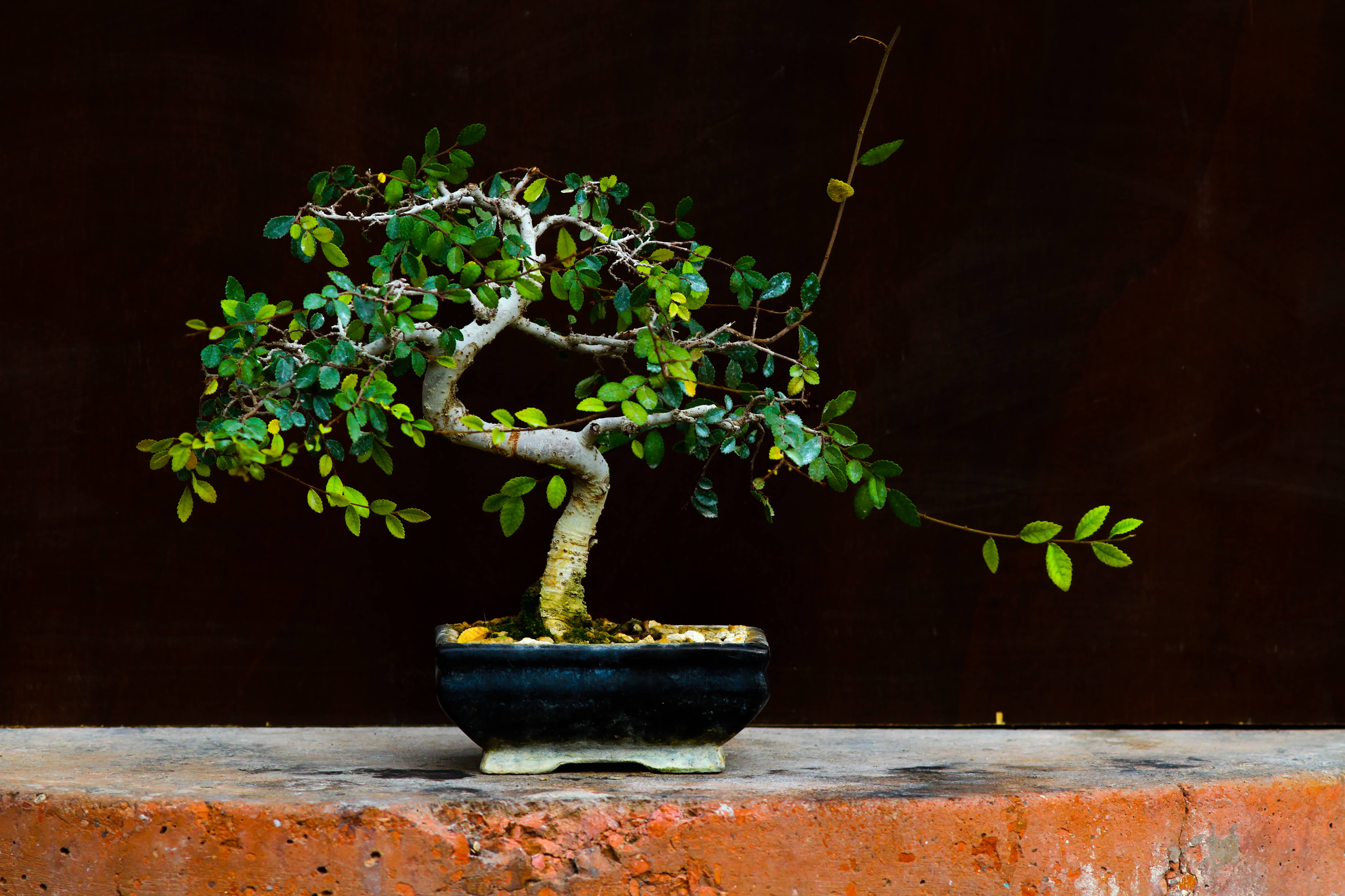 Chinese elm bonsai tree