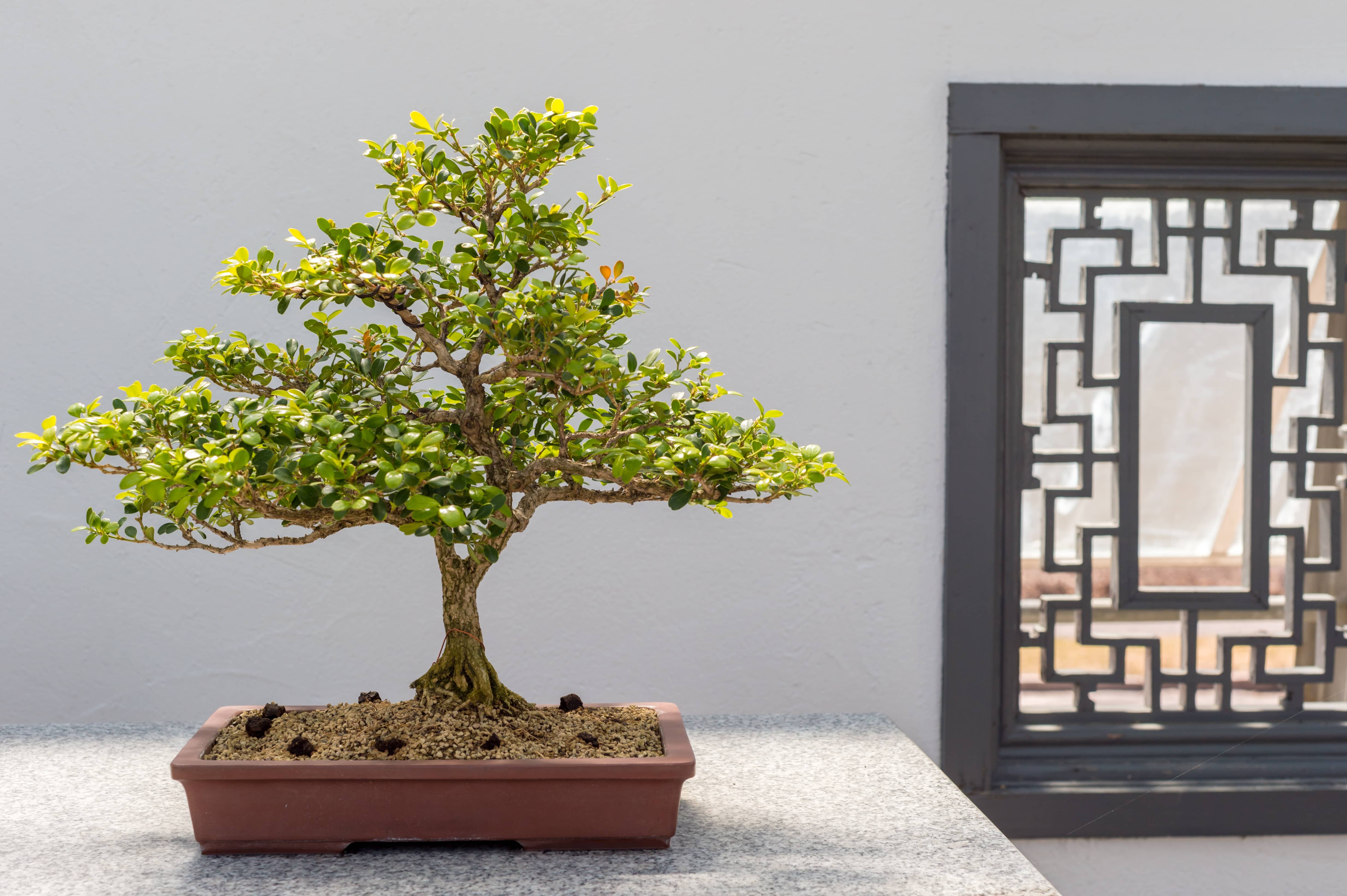 Darf Boxwood bonsai tree