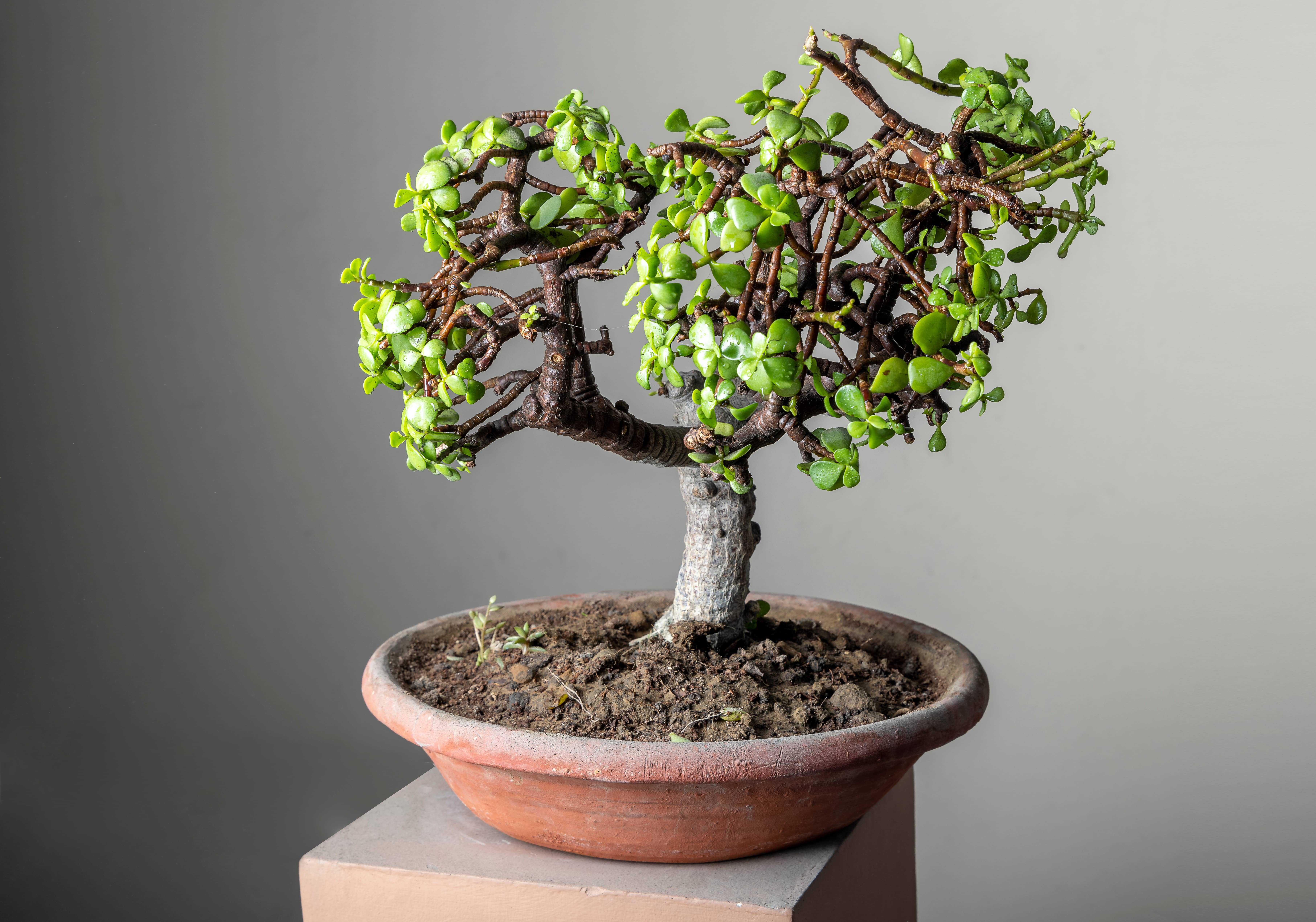 Darf Jade bonsai tree