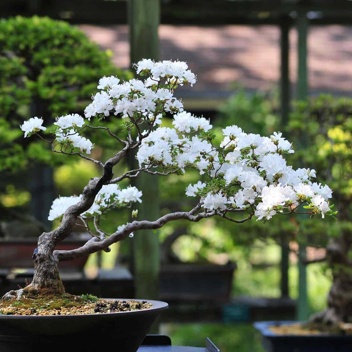 Flowering Cherry bonsai tree