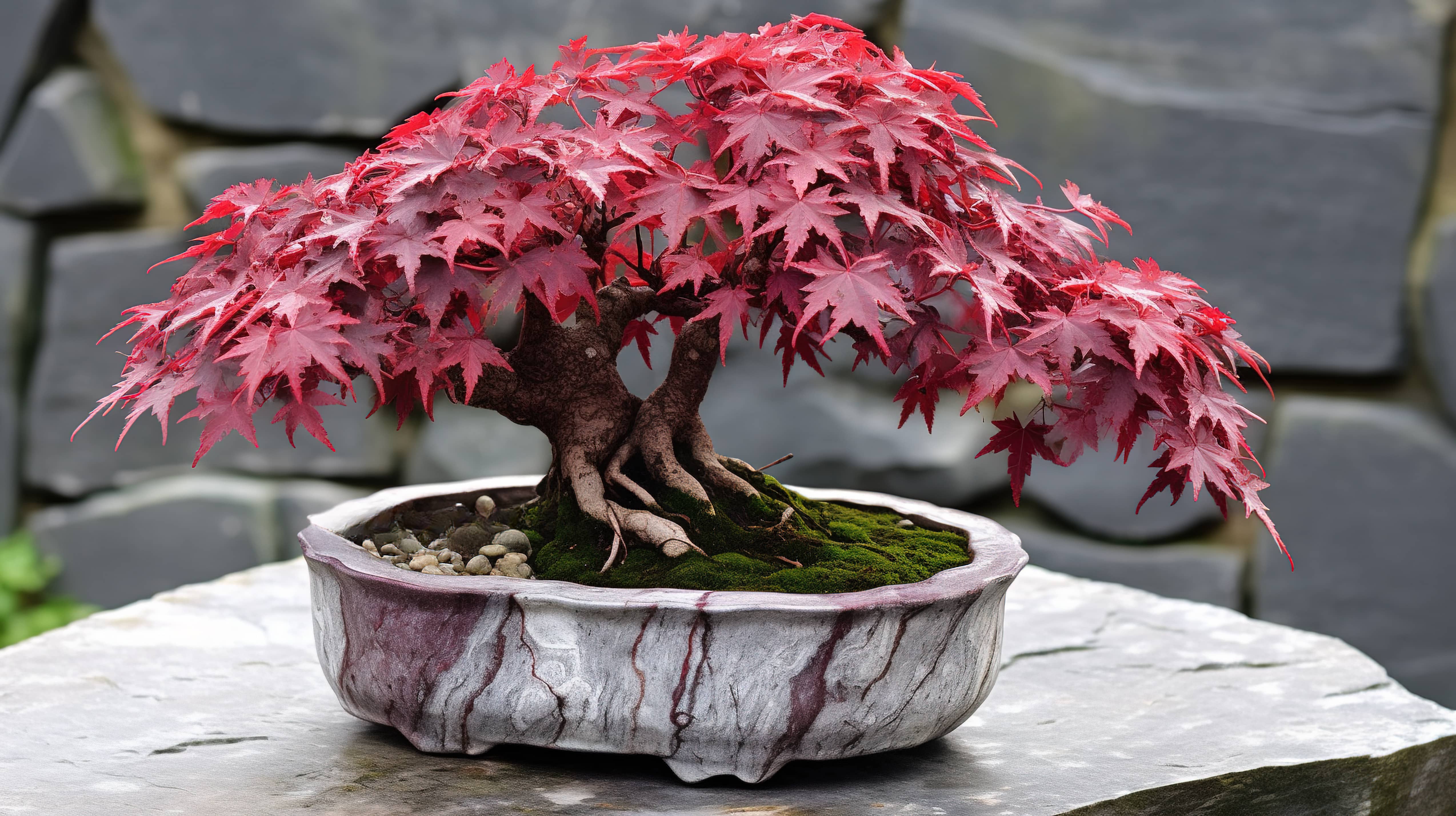 Japanese maple bonsai tree