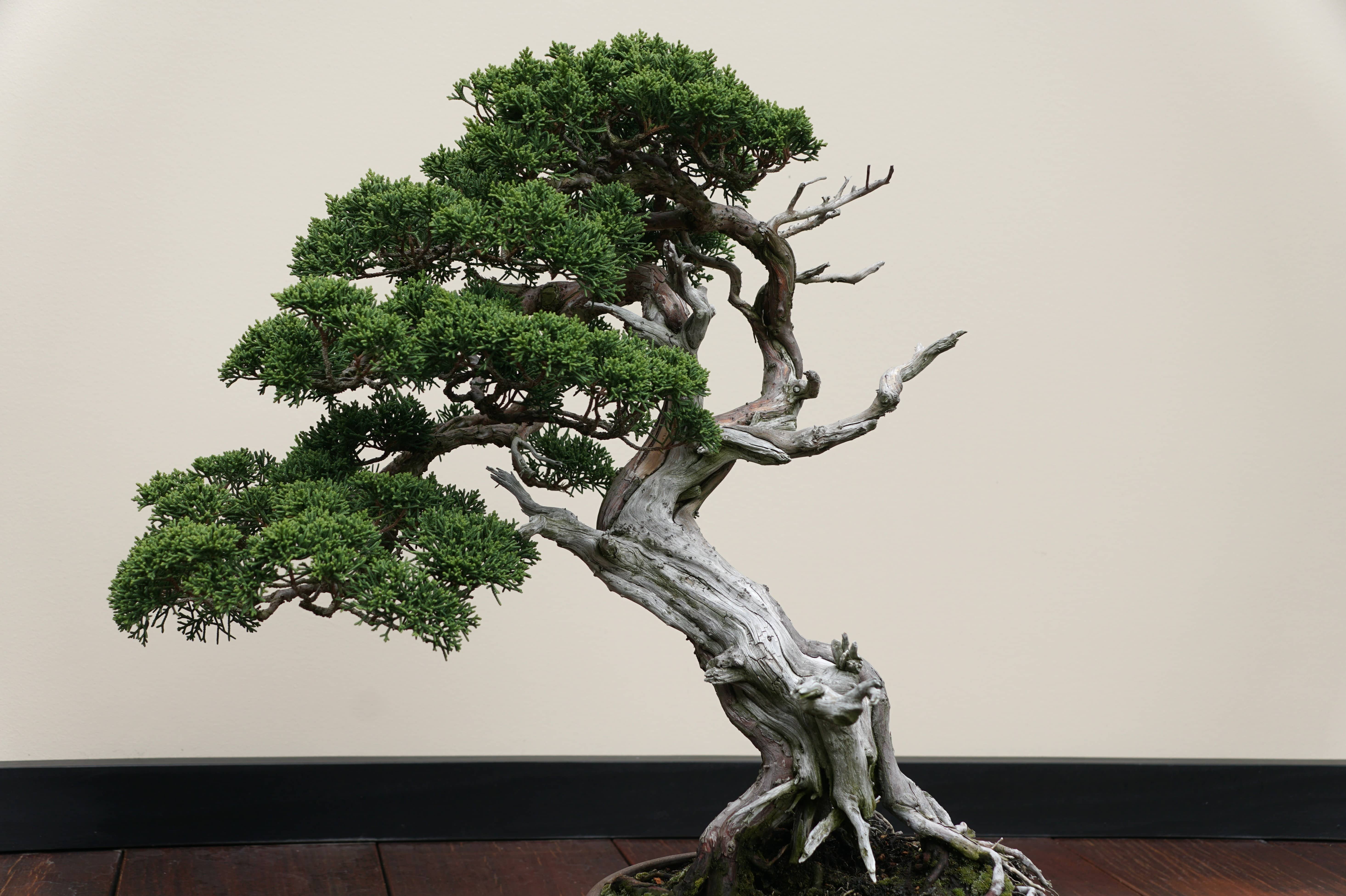 Juniper bonsai tree