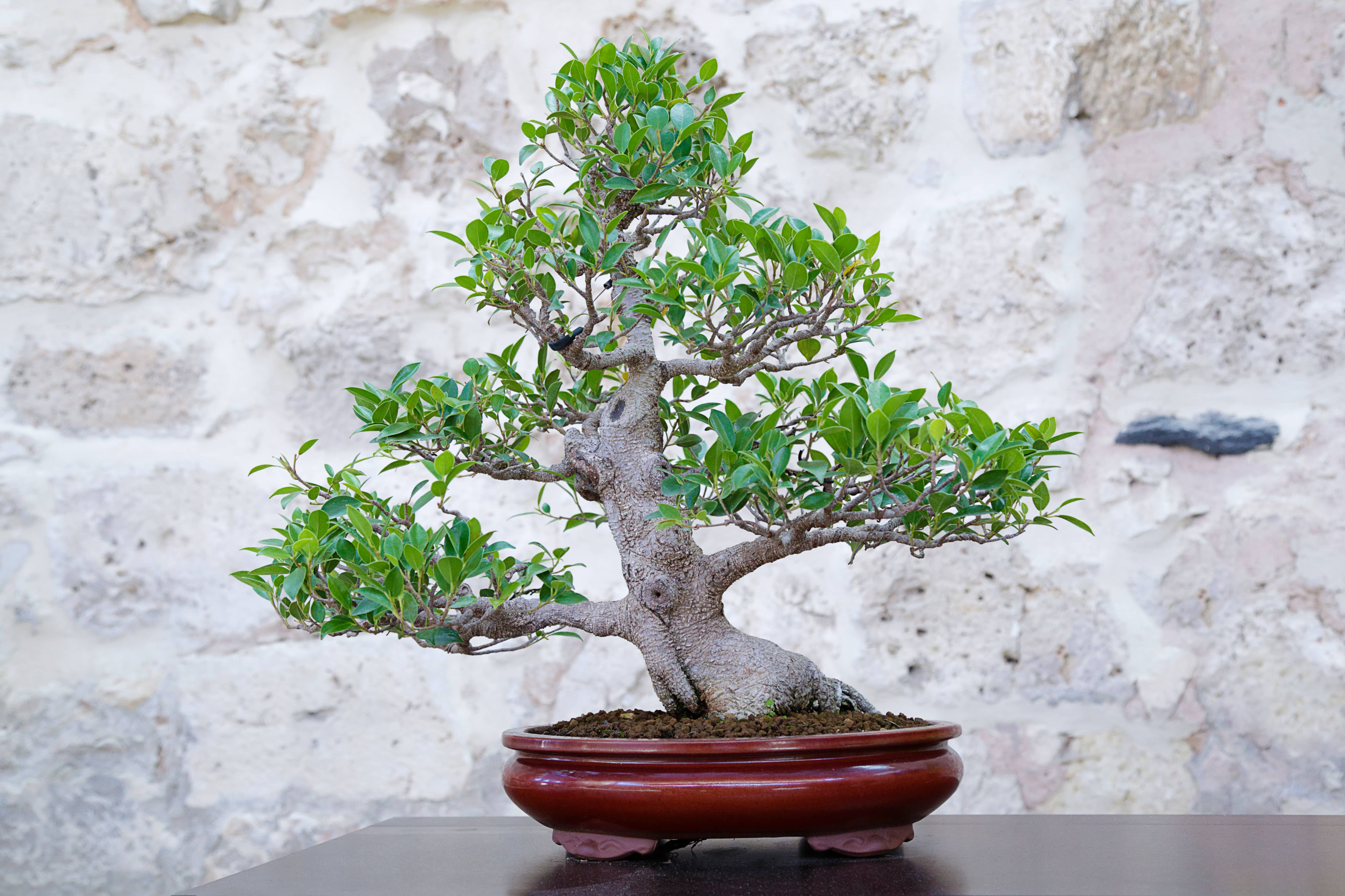 Weeping fig bonsai tree
