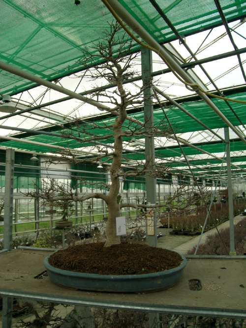 Foto de la estructura en invierno de un acer palmatum