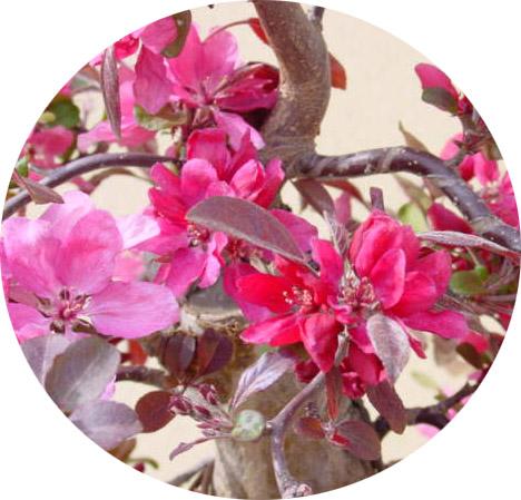 Flores del manzano de la variedad micromalus