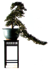 ilex2.jpg (19039 bytes)