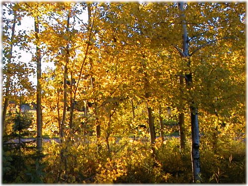 fall colors