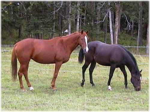 Blaze & Star