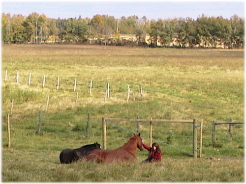 Sleeping horses