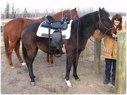 New saddle