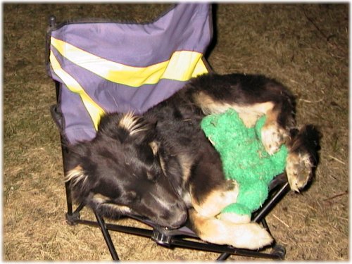 A dog, a frog and a lawn chair
