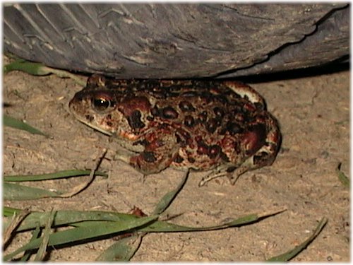 frog