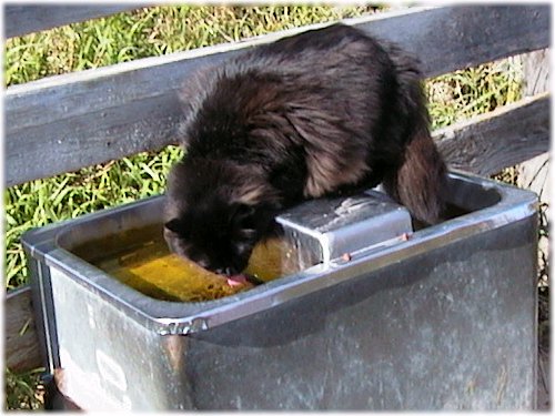 cat