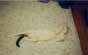tikos_sleeping