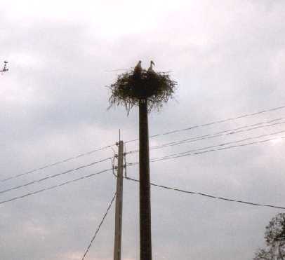 Bociany 2003 (2).