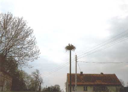 Bociany 2003 (3).