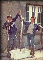 For such fishes, it's easier with a fellow !