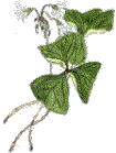 Graphic of a shamrock