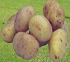 kentang