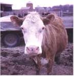 Cow