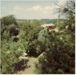 view from a treetop