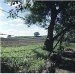 At the farm