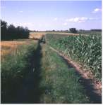 The Field Road