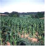 Iowa corn