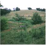 North Pasture