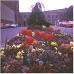 Flowers at TCA