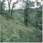 In the woods