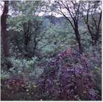 In the woods