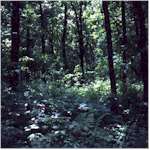 In the woods