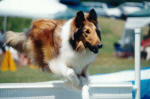Click Here to see more of Robert's dogs!