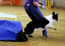 Click here to see more of Christie's dogs