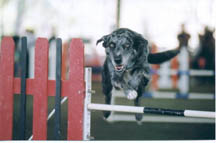 Click here to see more pictures of Christie Taylor's dogs!