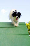 Click here to see more pictures of Sherman and Peggy Franklin's other Pap Keely!