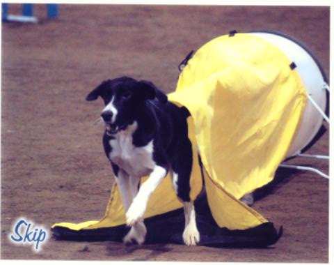 Click Here to see more pictures of Skip!