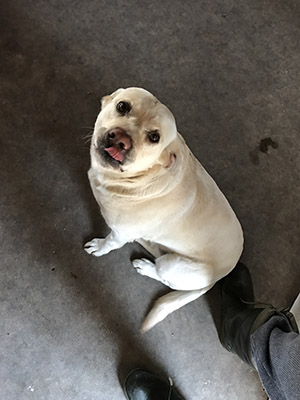 Cabela