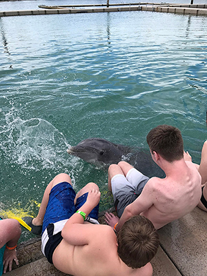 Dolphin Splashing