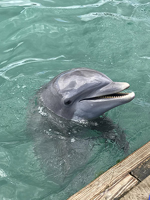 Happy Dolphin