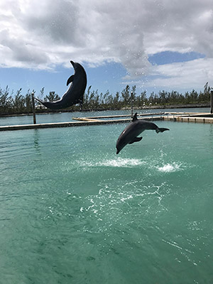 Dolphin Show