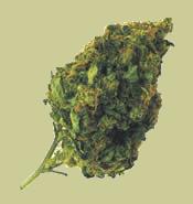 Smokane