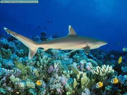 Shark swimming in water, barrier our safety