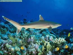 Shark swimming in water, barrier our safety